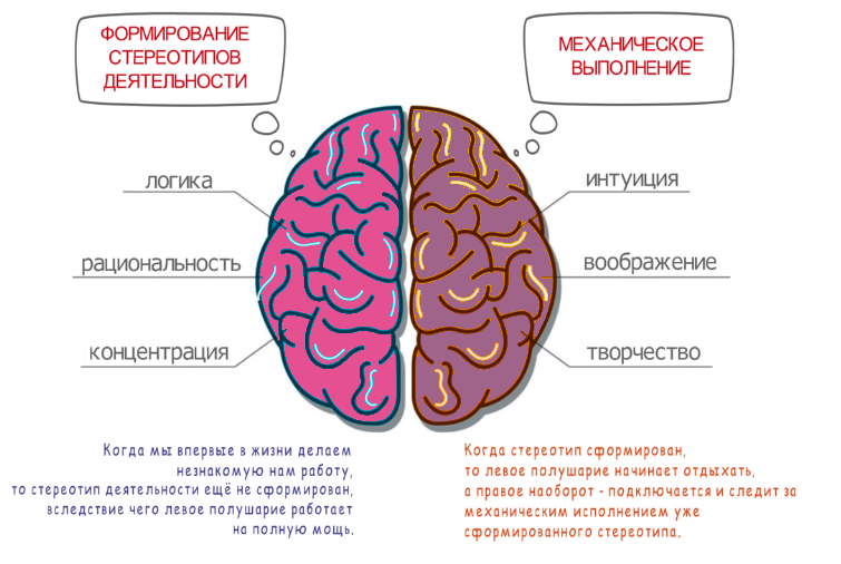 Как работает правая и левая части мозга